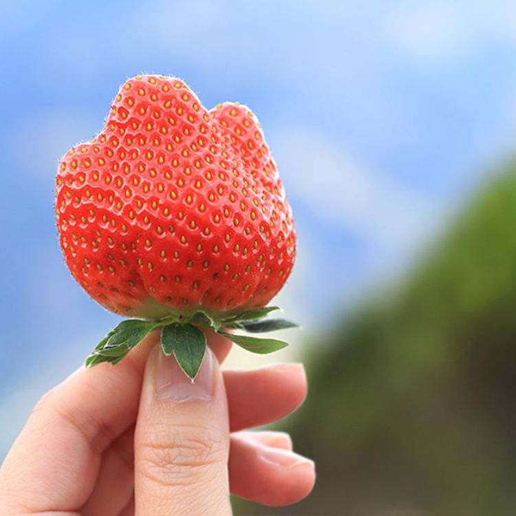 2022草莓季推荐甜点