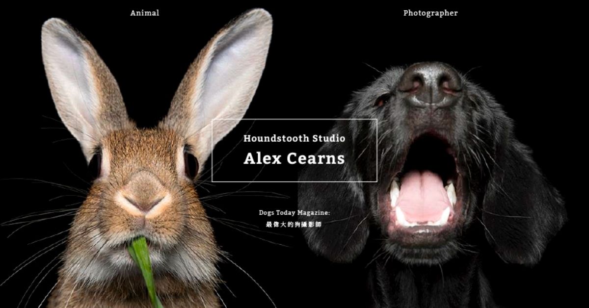 看一眼就融化的宠物表情包；认识动物摄影师Alex Cearns镜头里的永恒