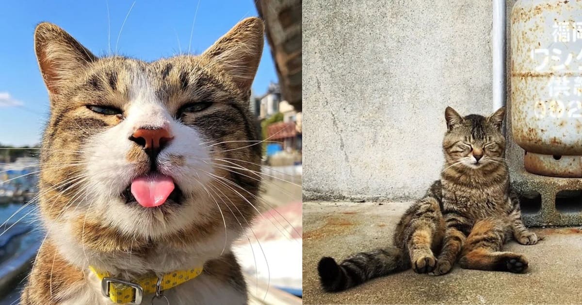 【影像共读】「大胆猫奴想拍我？」IPPA iPhone 摄影奖，捕捉可爱的猫咪街拍