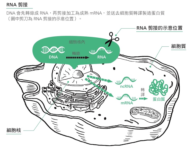DNA會先轉錄成RNA，再剪接加工為成熟mRNA，並送去細胞質轉譯製造蛋白質（圖中剪刀為RNA剪接的示意位置）。
