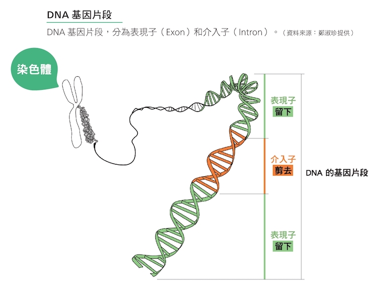 DNA基因片段，分為表現子（Exon）和介入子（Intron）。（資料來源：鄭淑珍提供）