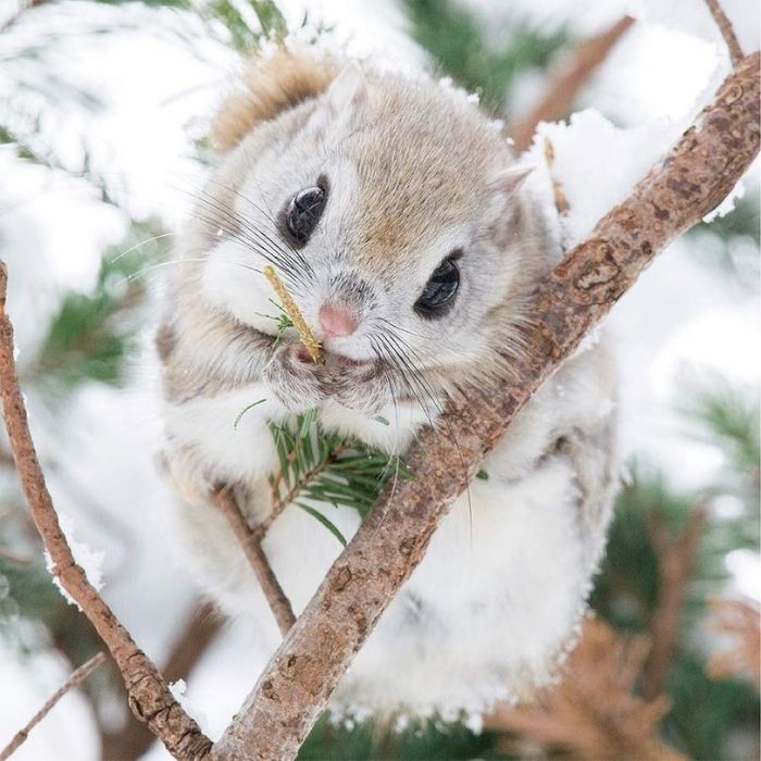 北方森林的西伯利亚飞鼠