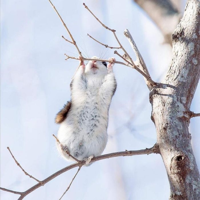 北方森林的西伯利亞飛鼠