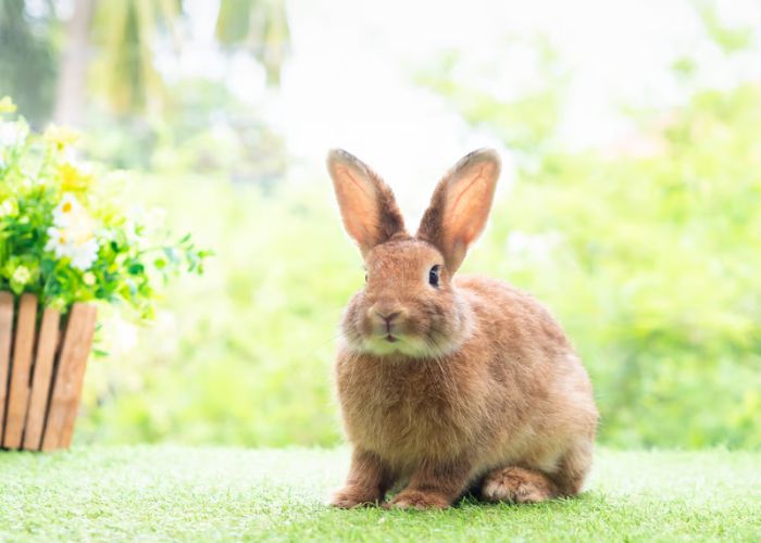 兔子 兔年