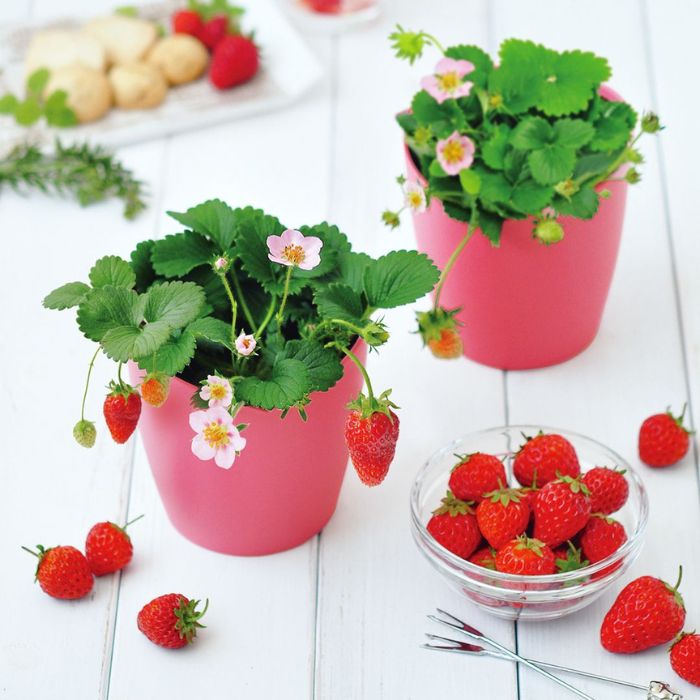 居家野草莓栽种组