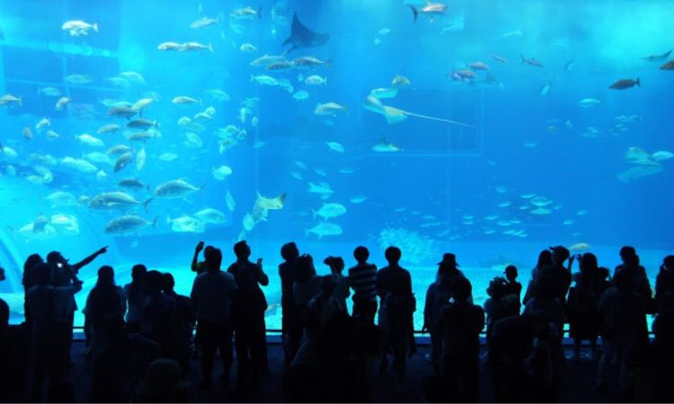 美麗海水族館（沖縄美ら海水族館）