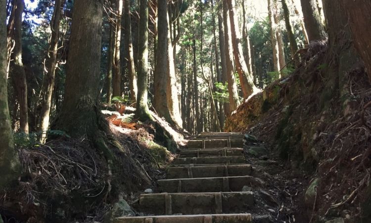 嘉義阿里山特富野古道