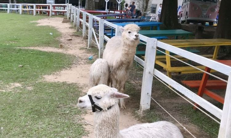 全台親子農場推薦五：桃園大溪富田花園農場
