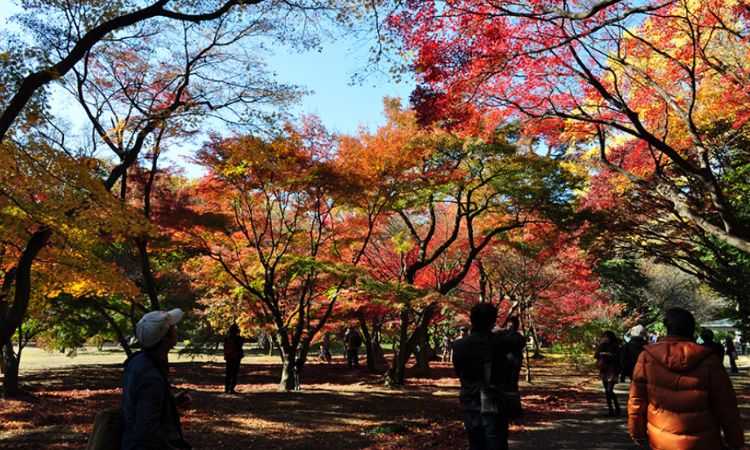 2025日本東京賞楓景點推薦二：新宿御苑