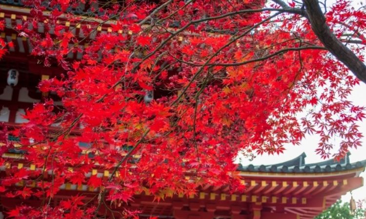 2025日本東京賞楓景點推薦五：高尾山