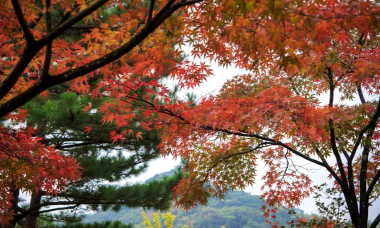 2025日本東京賞楓景點推薦八：井之頭恩賜公園