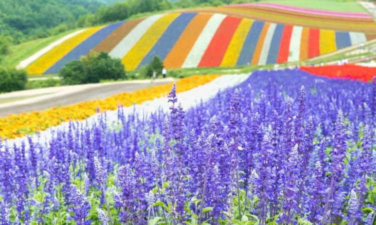 2025日本過年北海道活動行程推薦