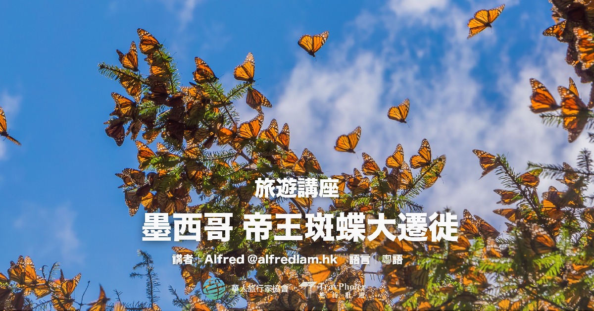 铜锣湾店活动｜墨西哥帝王斑蝶大迁徙：君主蝶的隐秘王国