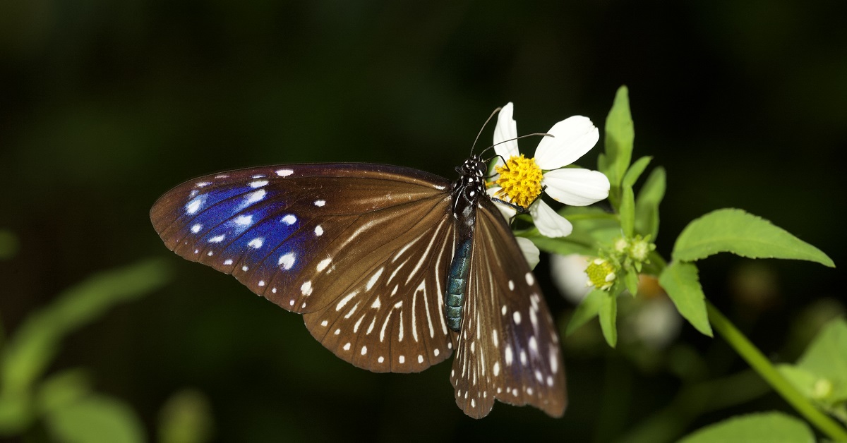 消失的紫斑蝶 Lost Butterfly