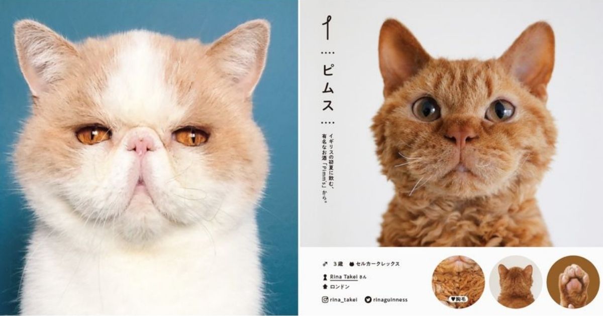 吸猫治百病！史上最完整「100只猫咪图监」，收录全日本最萌猫咪档案