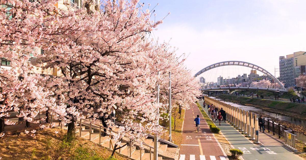 不去日本也能赏樱！2024韩国樱花6大秘境，体验漫步花海的浪漫
