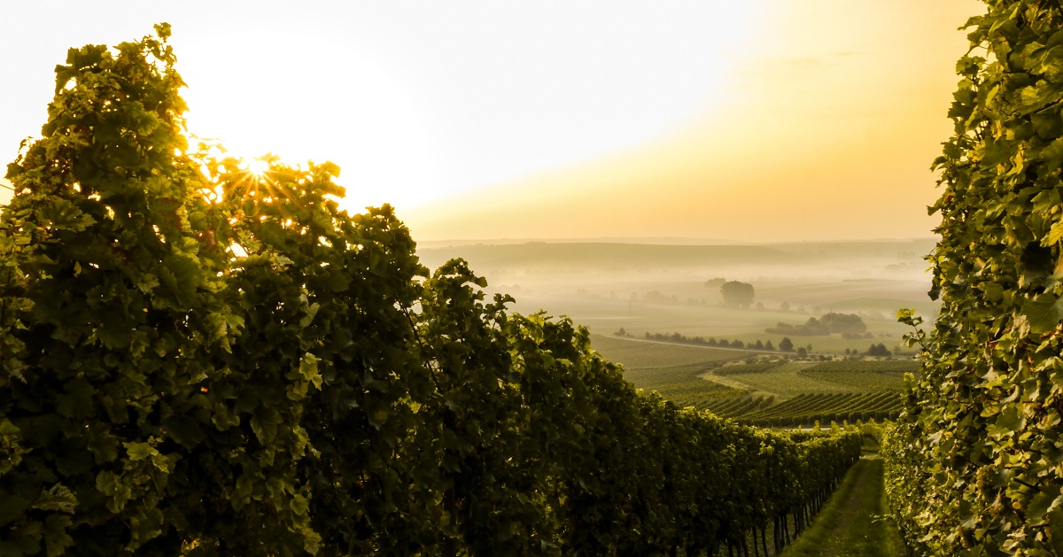 酒窖专栏 | 莱茵黑森—德国最大的葡萄酒产区
