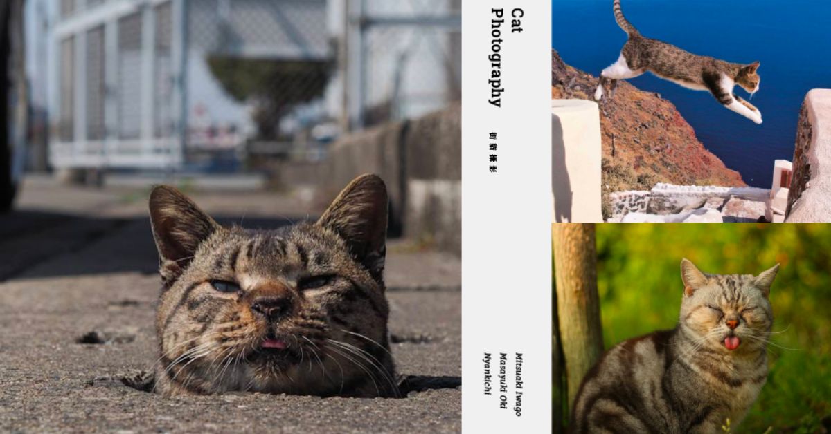 貓奴眼中最美的風景：街貓攝影捕捉最自然的貓咪日常