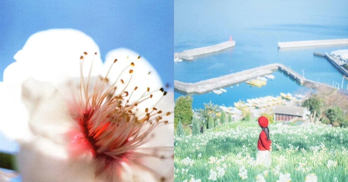 【影像共读】4 位日本摄影大师赏花视角，捕捉不同风格的花开瞬间
