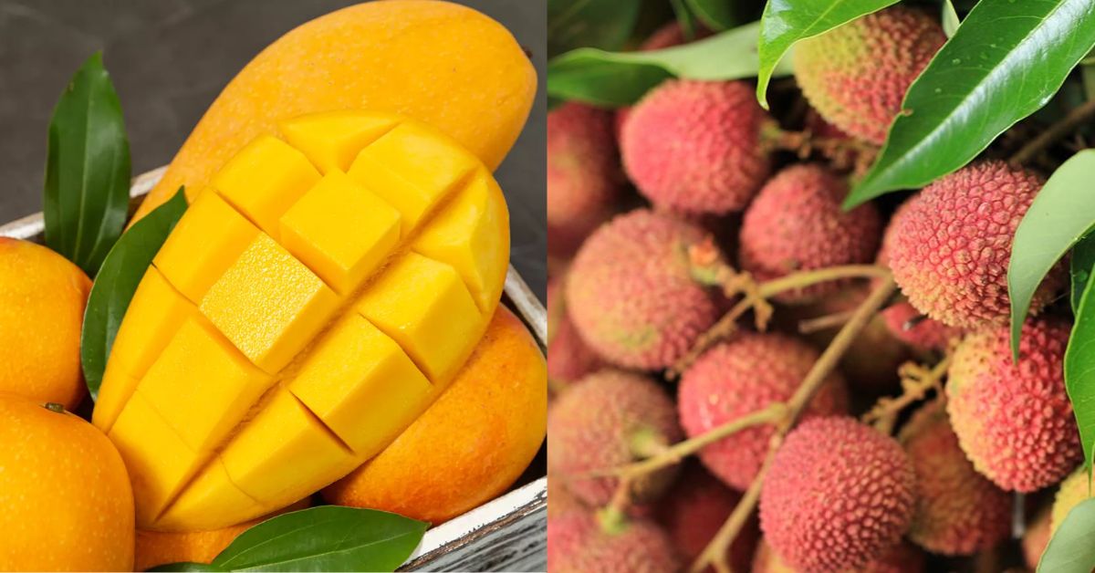 宝岛水果乡大赏：开箱六种夏季盛产水果，度过最甜润清爽的夏日