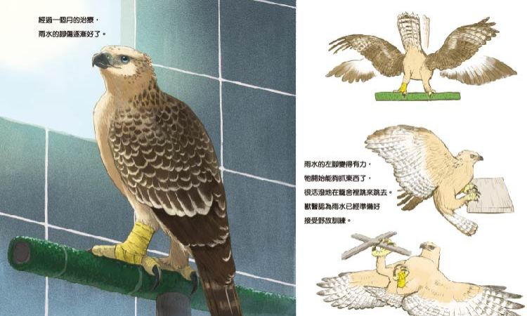 圖文書《熊鷹雨水的歷險》改編真「鳥」真事