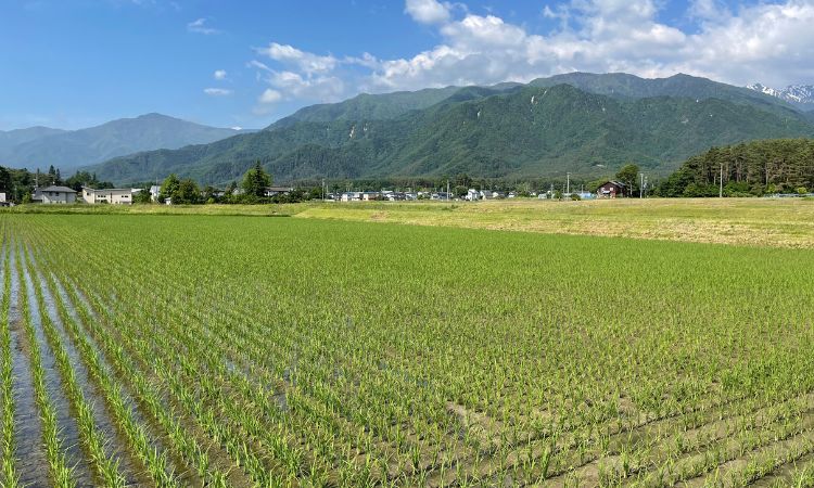 小川糸《戀路旅館》捕捉自然風光，將迷惘藏進風景