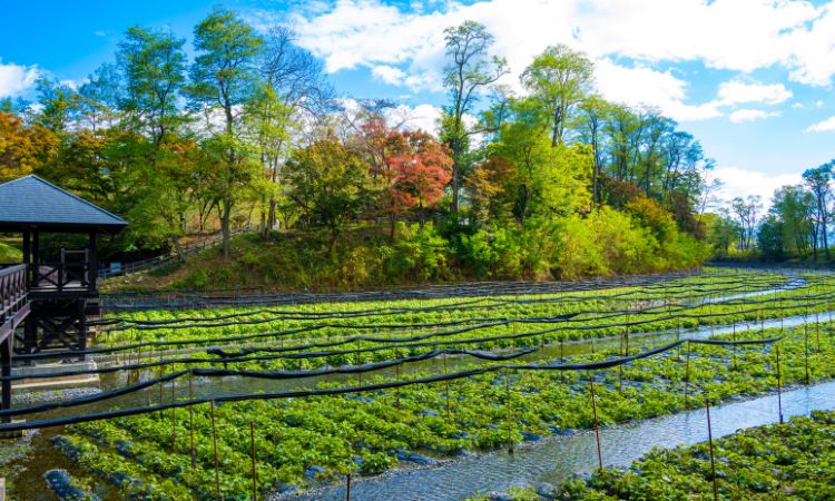 小川糸《戀路旅館》捕捉自然風光，將迷惘藏進風景