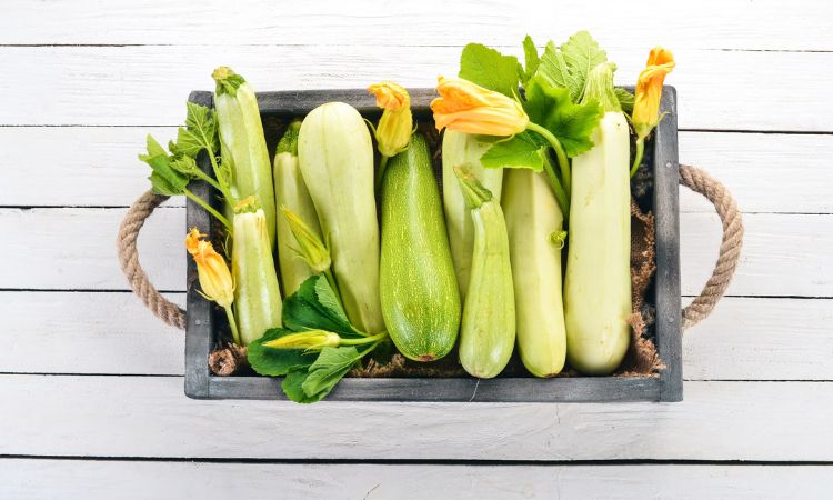 栉瓜和节瓜的差别在哪里？