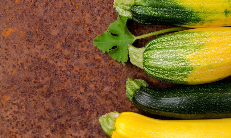 台湾四种价格亲民的栉瓜品种