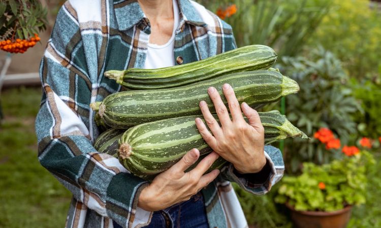 如何挑选与保存栉瓜的秘诀