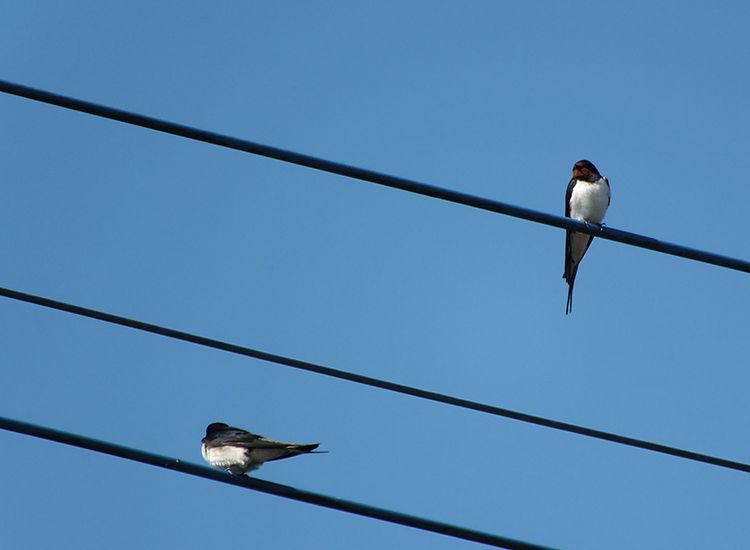 圖片來源：林大利提供，日本旅行遇見的鳥類：家燕