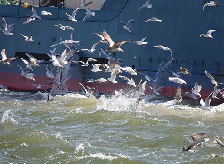 圖片來源：林大利提供，日本旅行遇見的鳥類：各種鷗緊跟漁船覓食