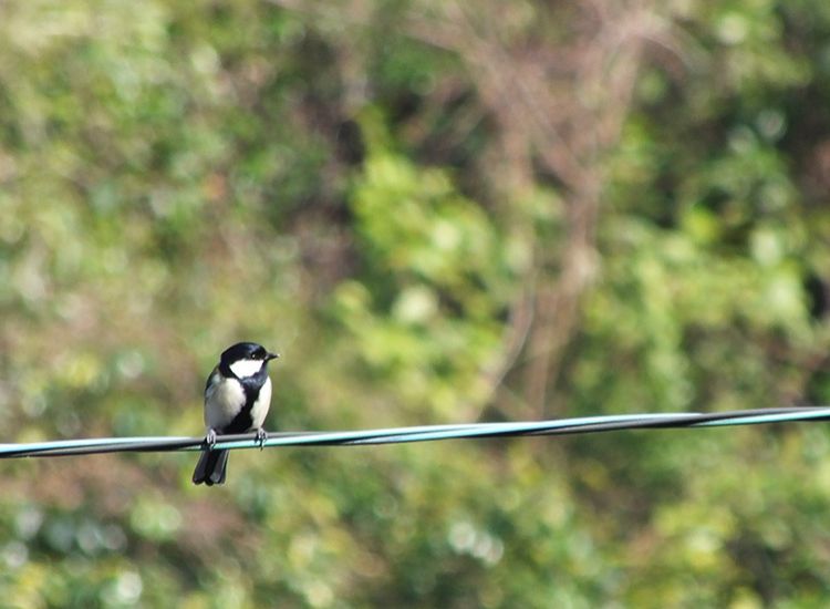 圖片來源：林大利提供，日本旅行遇見的鳥類：蒼背山雀