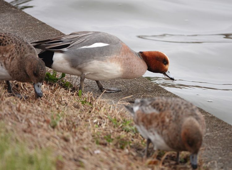 圖片來源：林大利提供，日本旅行遇見的鳥類：赤頸鴨