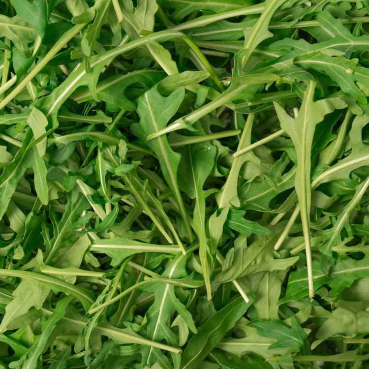 芝麻葉是什麼？