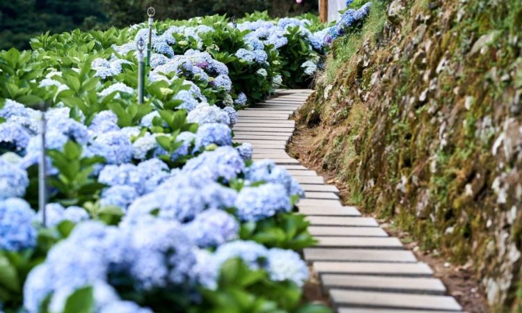 绣球花人气赏花景点推荐一：大梯田花卉生态农园