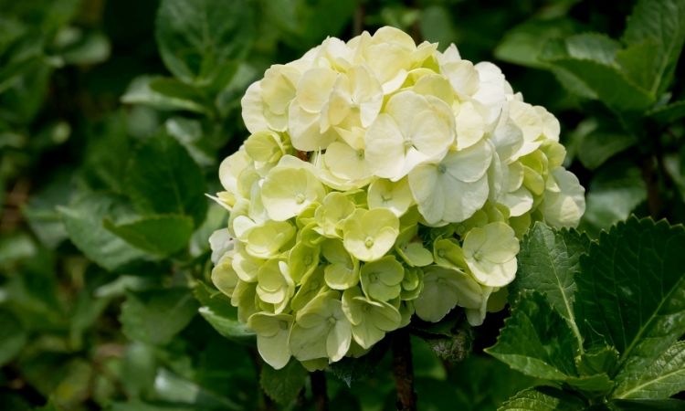 绣球花人气赏花景点推荐一：大梯田花卉生态农园