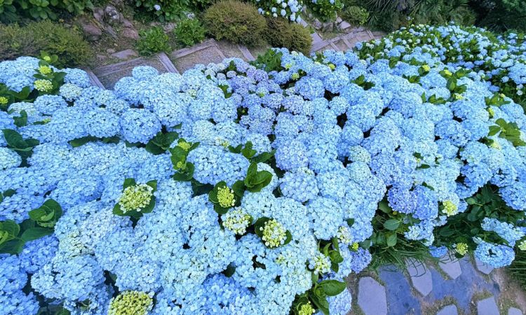 绣球花人气赏花景点推荐二：曹家花田香