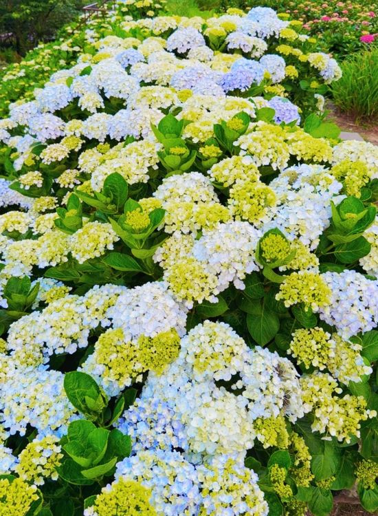绣球花人气赏花景点推荐二：曹家花田香