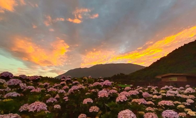 绣球花人气赏花景点推荐三：财福绣球花园