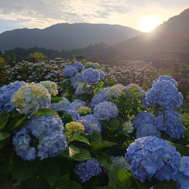 绣球花人气赏花景点推荐三：财福绣球花园
