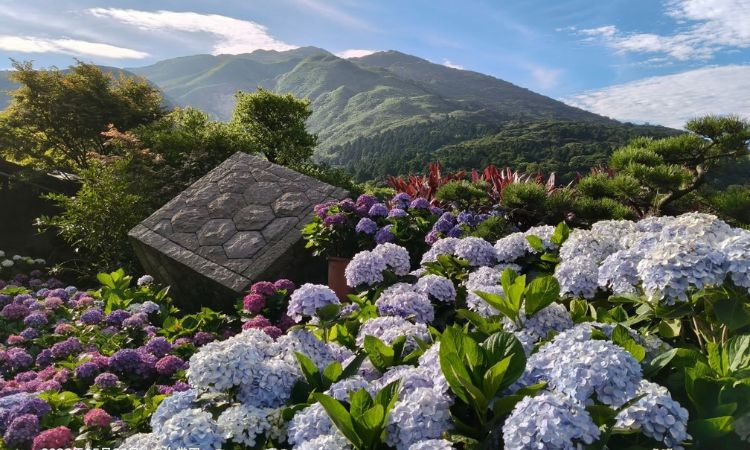 绣球花人气赏花景点推荐四：大赏园
