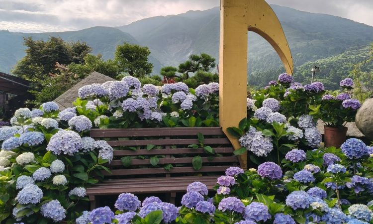 绣球花人气赏花景点推荐四：大赏园