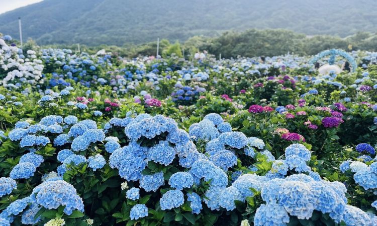 绣球花人气赏花景点推荐五：高家绣球花田