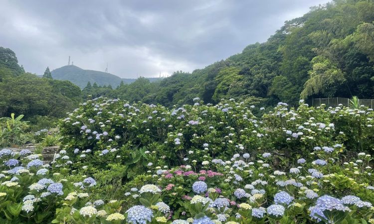 绣球花人气赏花景点推荐六：阿华绣球花园