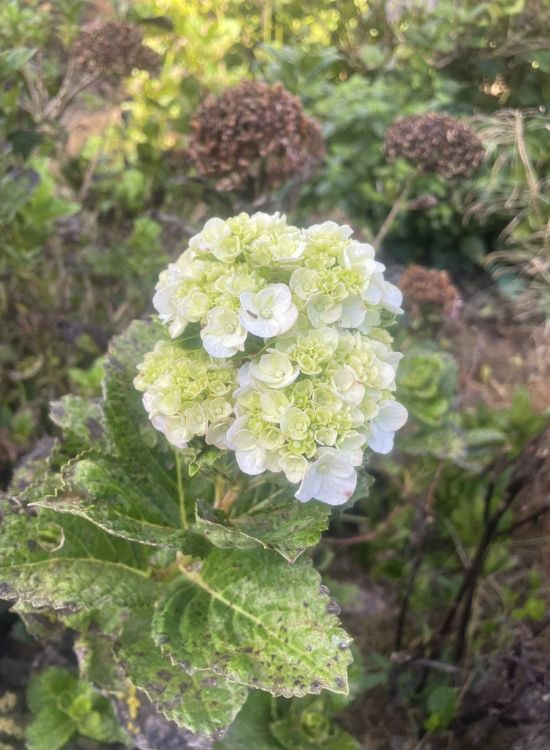 绣球花人气赏花景点推荐六：阿华绣球花园