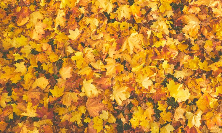 出发赏枫前的小提醒